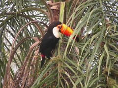 Ramphastos toco