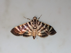 Spilomelini