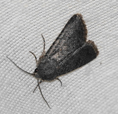 Protorthodes alfkenii