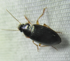 Notiobia terminata