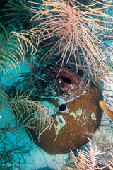 Montastraea cavernosa