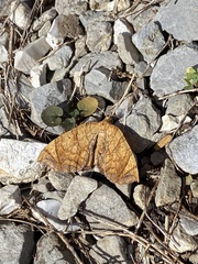 Eulithis diversilineata