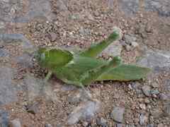 Ecphantus quadrilobus