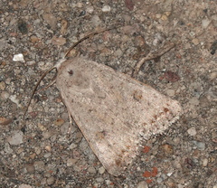 Caradrina montana