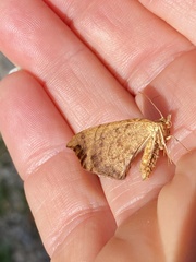 Eulithis diversilineata
