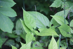 Endodeca serpentaria