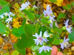 Symphyotrichum cordifolium