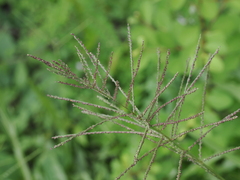 Paspalum paniculatum
