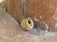 Tetragonisca fiebrigi