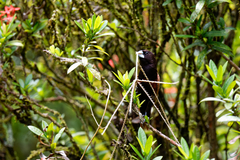 Lonchura atricapilla