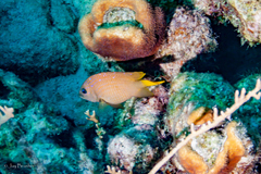 Microspathodon chrysurus