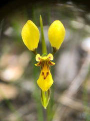 Diuris aurea