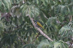 Saltator atriceps