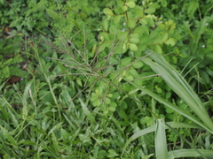 Paspalum paniculatum