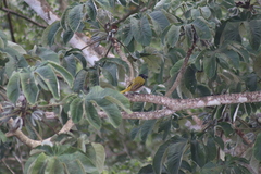 Saltator atriceps