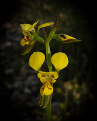 Diuris aurea