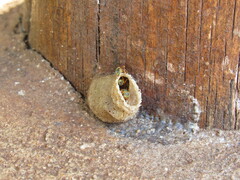 Tetragonisca fiebrigi