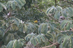 Saltator atriceps