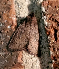 Condica sutor