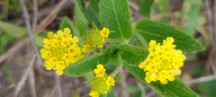 Lippia turnerifolia