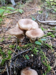 Armillaria ostoyae