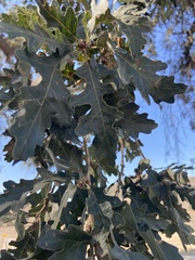Quercus lobata