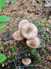 Armillaria ostoyae