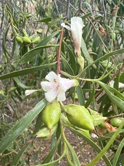 Eremophila bignoniiflora
