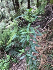 Prostanthera lasianthos