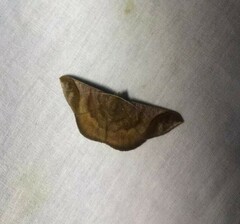 Sphacelodes vulneraria