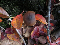 Psathyrella