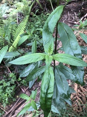 Prostanthera lasianthos