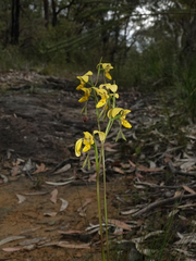 Diuris aurea