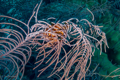 Astrophyton muricatum