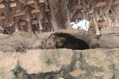Coendou mexicanus