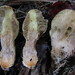 Rhopalogaster transversarius - Photo (c) maricel patino, algunos derechos reservados (CC BY-NC), subido por maricel patino