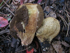 Rhopalogaster transversarius