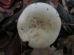 Russula albidula