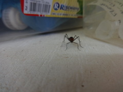 Diptera