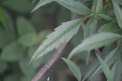 Electranthera mutica