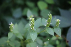 Agastache nepetoides