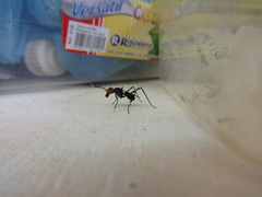 Diptera