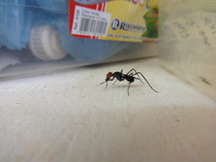 Diptera