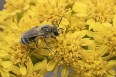 Colletes speculiferus