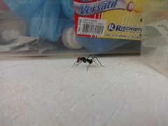 Diptera