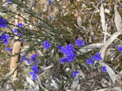 Dampiera stricta