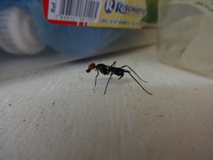 Diptera