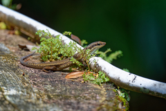 Scincidae