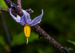 Solanum violaceum