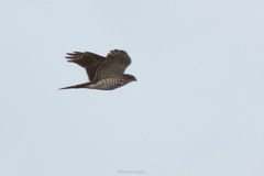 Accipiter gularis